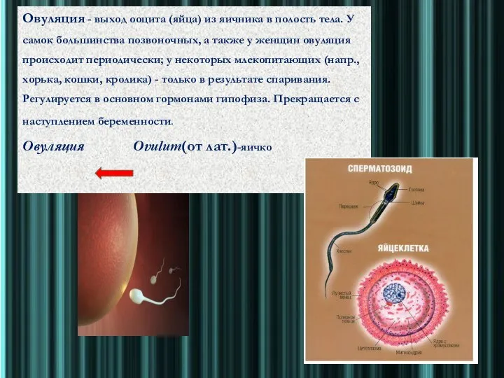 Овуляция - выход ооцита (яйца) из яичника в полость тела. У самок