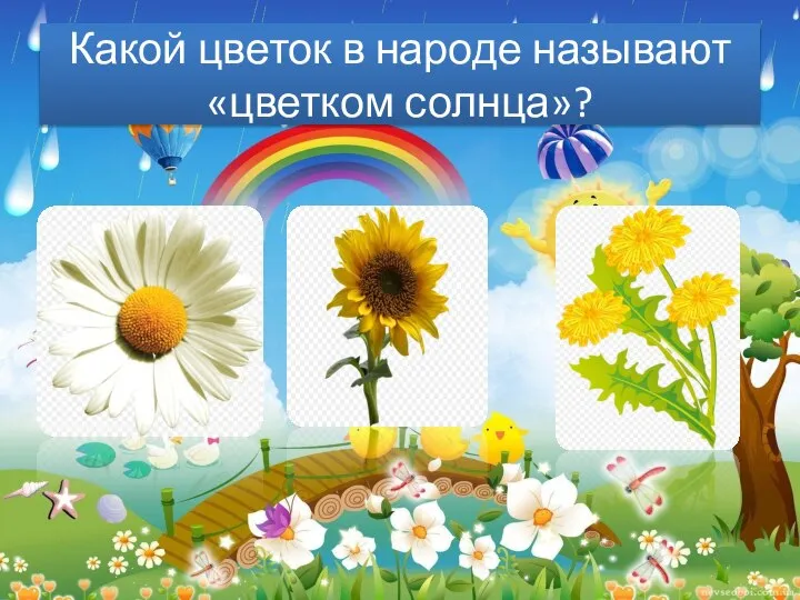 Какой цветок в народе называют «цветком солнца»?