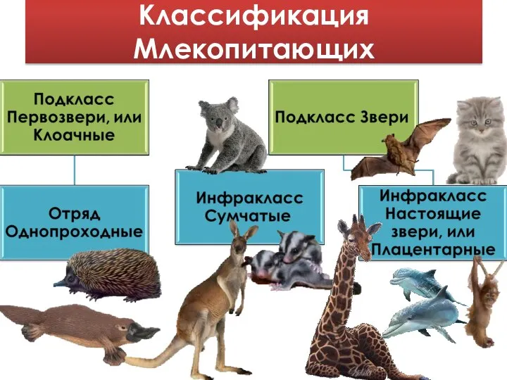 Классификация Млекопитающих