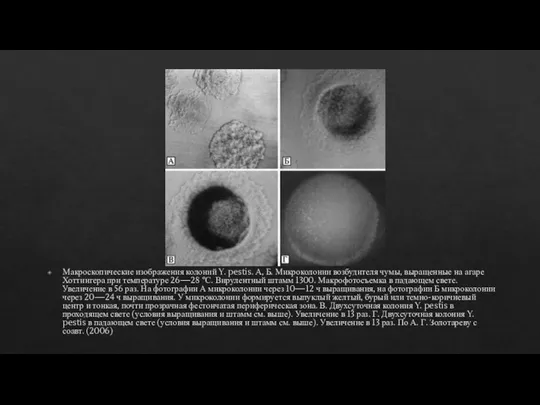 Макроскопические изображения колоний Y. pestis. А, Б. Микроколонии возбудителя чумы, выращенные на