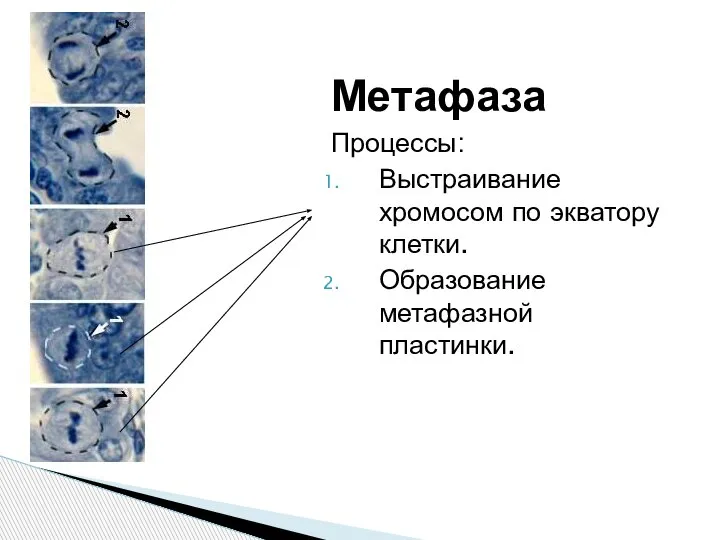 Метафаза Процессы: Выстраивание хромосом по экватору клетки. Образование метафазной пластинки.