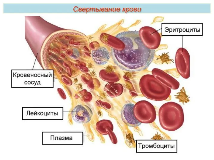 Свертывание крови