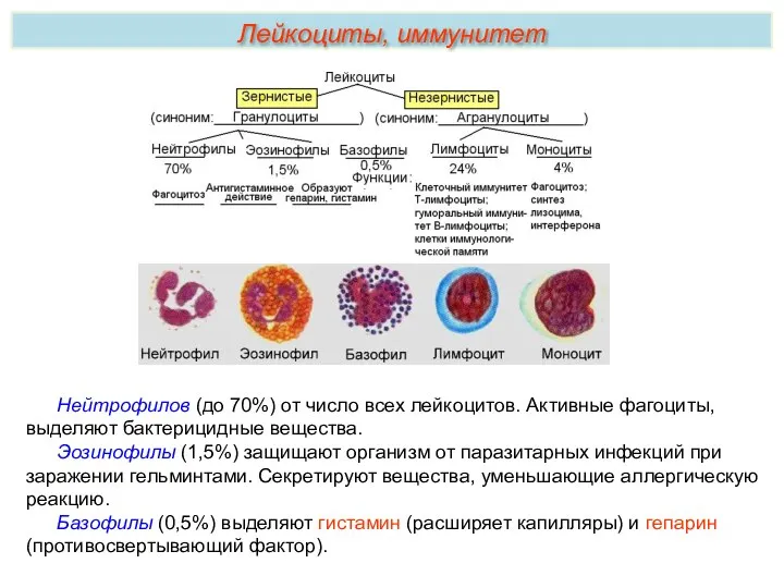 Нейтрофилов (до 70%) от число всех лейкоцитов. Активные фагоциты, выделяют бактерицидные вещества.