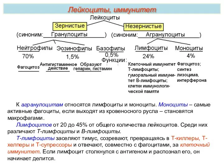 К агранулоцитам относятся лимфоциты и моноциты. Моноциты – самые активные фагоциты, если