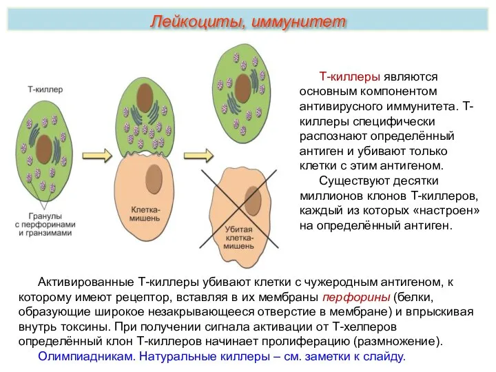 Т-киллеры являются основным компонентом антивирусного иммунитета. T-киллеры специфически распознают определённый антиген и