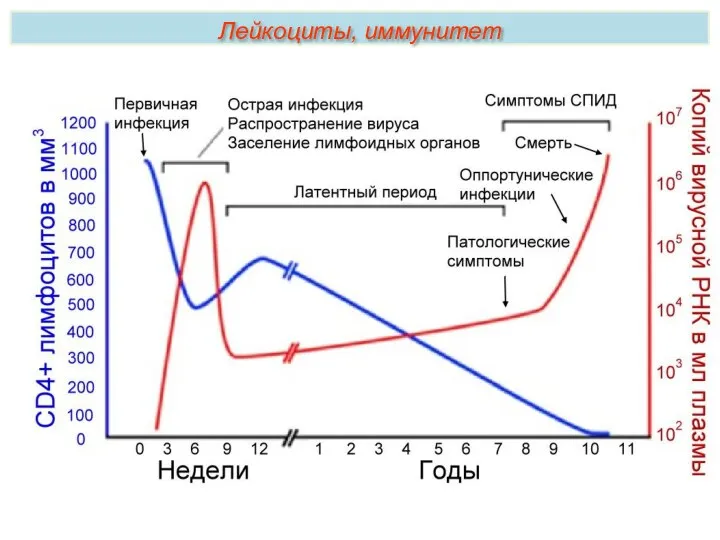 Лейкоциты, иммунитет