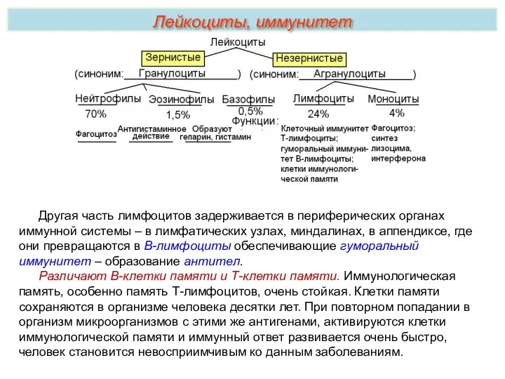 Другая часть лимфоцитов задерживается в периферических органах иммунной системы – в лимфатических