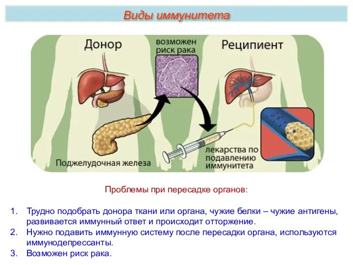 Проблемы при пересадке органов: Трудно подобрать донора ткани или органа, чужие белки