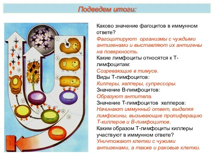 Каково значение фагоцитов в иммунном ответе? Фагоцитируют организмы с чуждыми антигенами и