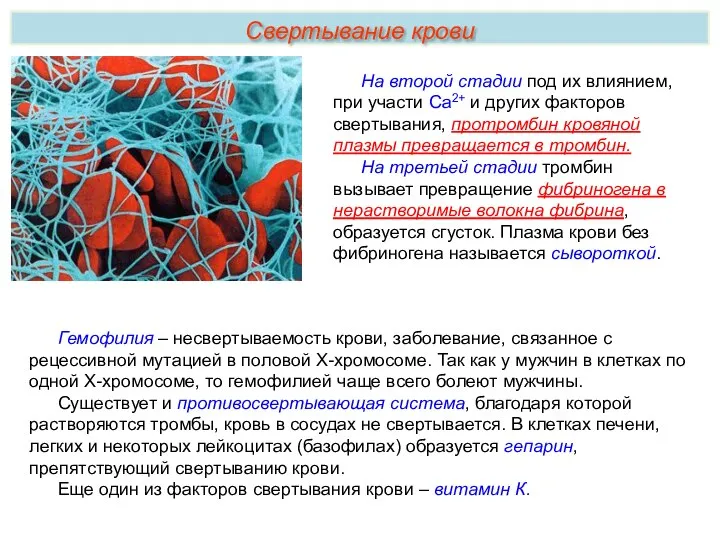 На второй стадии под их влиянием, при участи Са2+ и других факторов