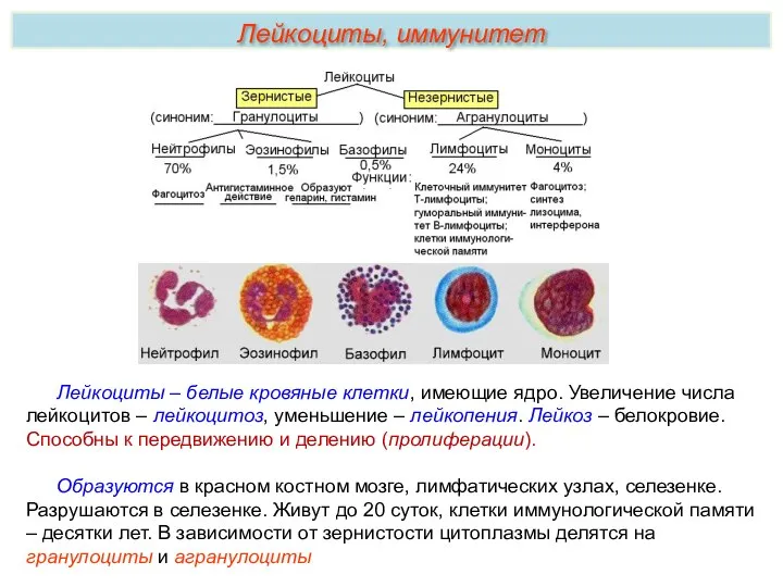 Лейкоциты – белые кровяные клетки, имеющие ядро. Увеличение числа лейкоцитов – лейкоцитоз,