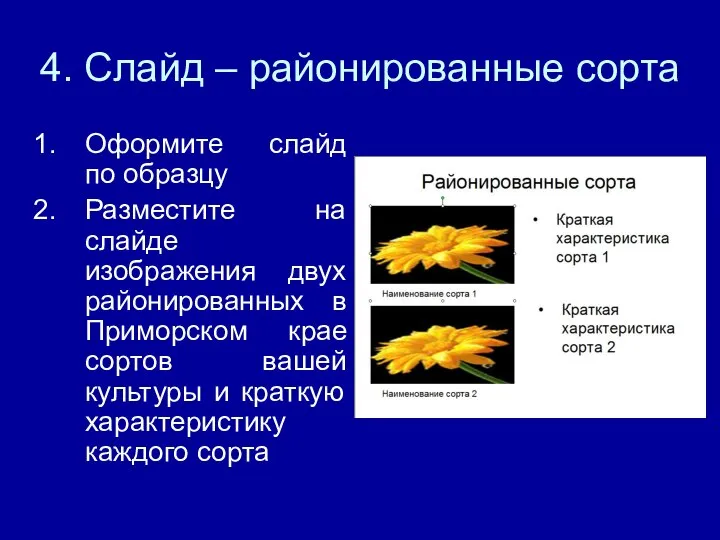 4. Слайд – районированные сорта Оформите слайд по образцу Разместите на слайде