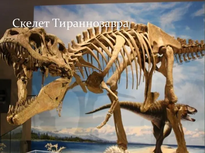 Скелет Тираннозавра