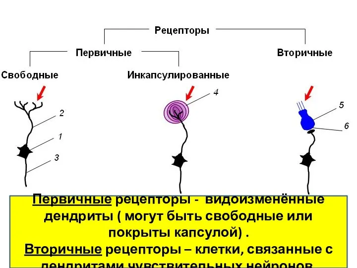 Первичные рецепторы - видоизменённые дендриты ( могут быть свободные или покрыты капсулой)