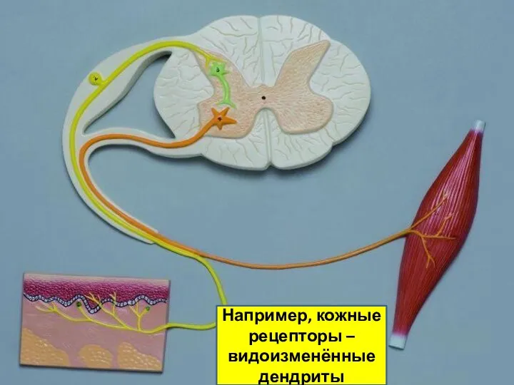Например, кожные рецепторы – видоизменённые дендриты