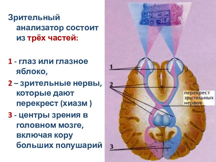 Зрительный анализатор состоит из трёх частей: 1 - глаз или глазное яблоко,