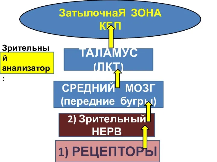 1) РЕЦЕПТОРЫ 2) Зрительный НЕРВ СРЕДНИЙ МОЗГ (передние бугры) ТАЛАМУС (ЛКТ) ЗатылочнаЯ ЗОНА КБП Зрительный анализатор: