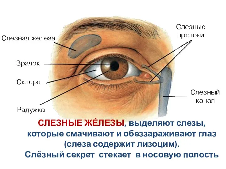 СЛЕЗНЫЕ ЖЕ́ЛЕЗЫ, выделяют слезы, которые смачивают и обеззараживают глаз (слеза содержит лизоцим).