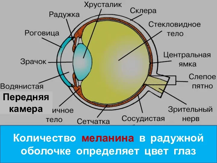 Передняя камера Количество меланина в радужной оболочке определяет цвет глаз