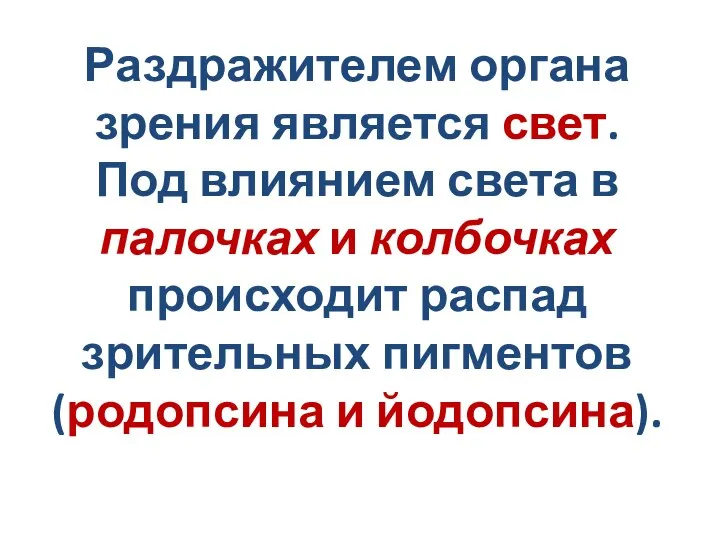 Раздражителем органа зрения является свет. Под влиянием света в палочках и колбочках