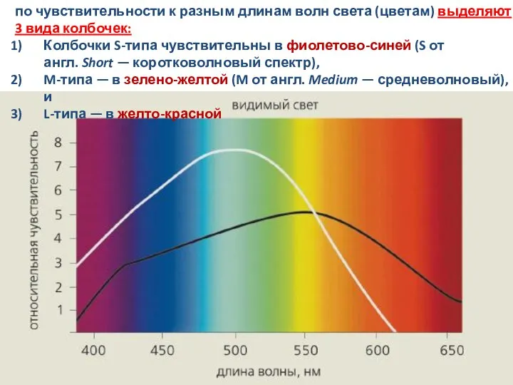 по чувствительности к разным длинам волн света (цветам) выделяют 3 вида колбочек: