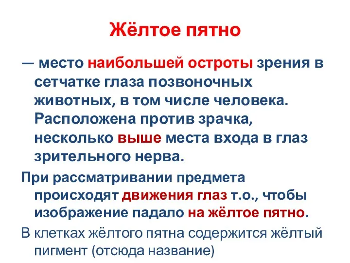 Жёлтое пятно — место наибольшей остроты зрения в сетчатке глаза позвоночных животных,