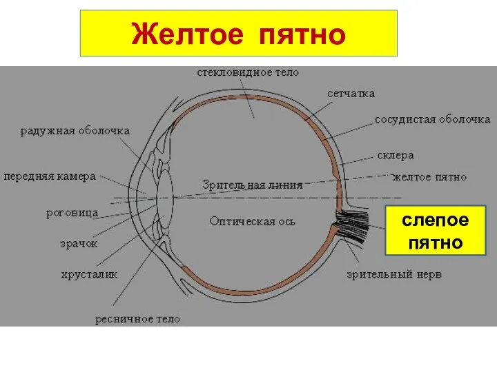 Желтое пятно слепое пятно