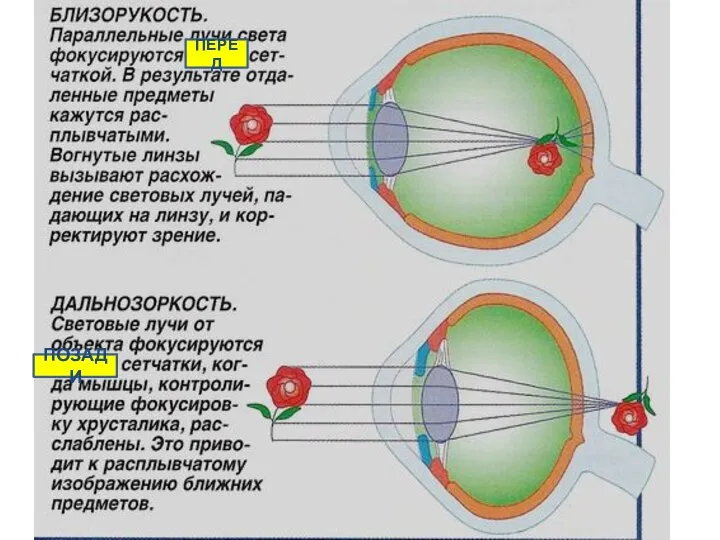 ПЕРЕД ПОЗАДИ