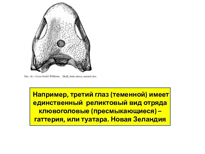 Например, третий глаз (теменной) имеет единственный реликтовый вид отряда клювоголовые (пресмыкающиеся) –