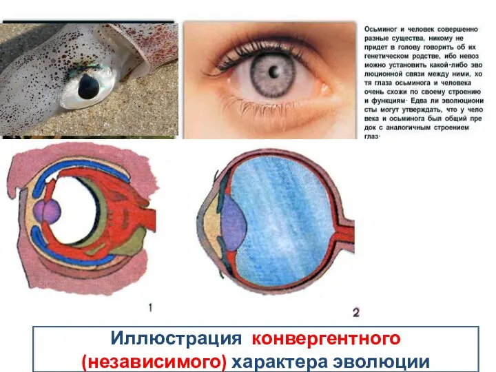 Иллюстрация конвергентного (независимого) характера эволюции