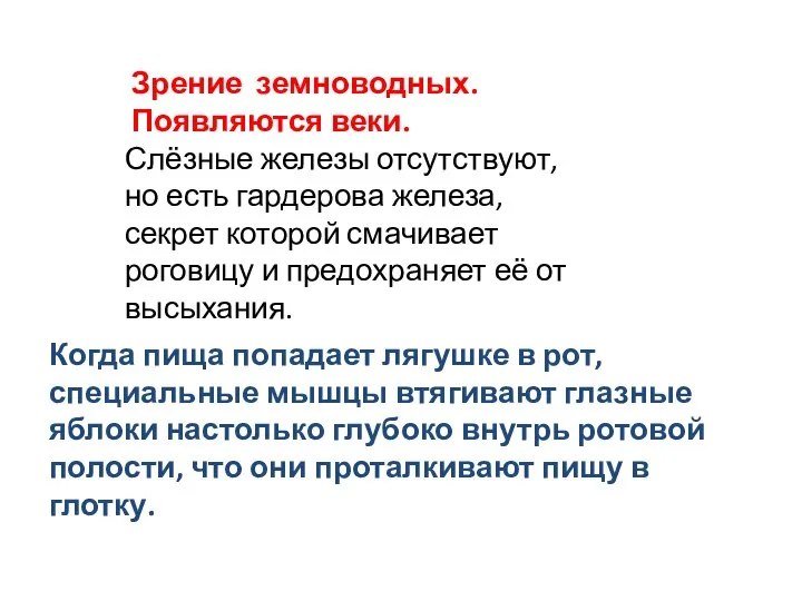 Зрение земноводных. Появляются веки. Слёзные железы отсутствуют, но есть гардерова железа, секрет