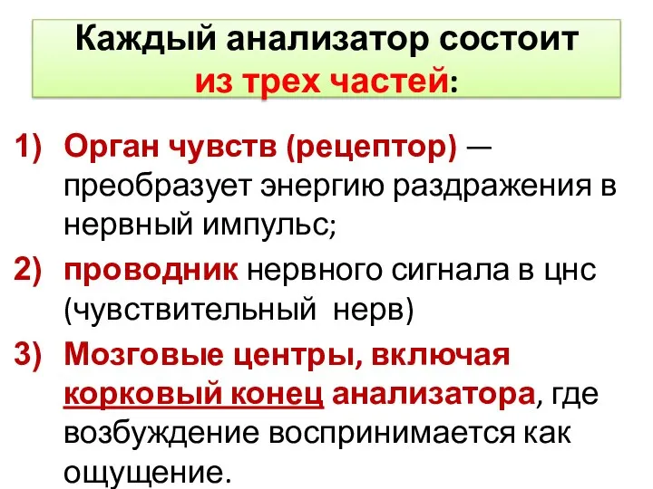 Каждый анализатор состоит из трех частей: Орган чувств (рецептор) — преобразует энергию