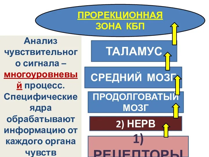 1) РЕЦЕПТОРЫ 2) НЕРВ ПРОДОЛГОВАТЫЙ МОЗГ СРЕДНИЙ МОЗГ ТАЛАМУС ПРОРЕКЦИОННАЯ ЗОНА КБП