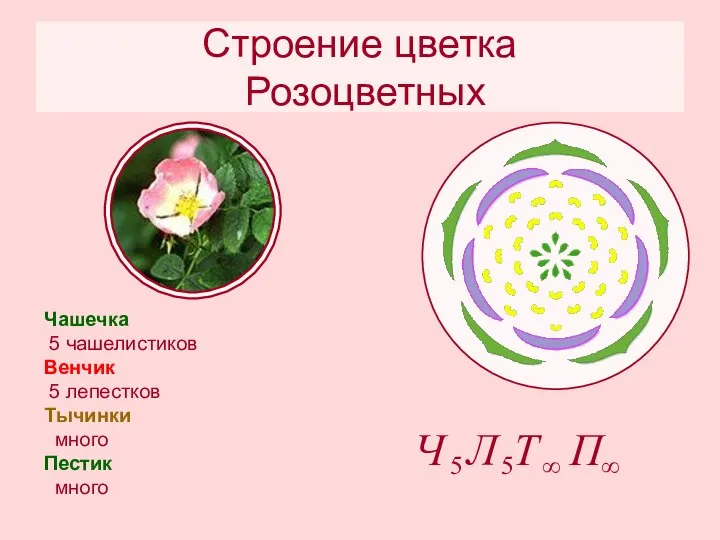 Строение цветка Розоцветных Чашечка 5 чашелистиков Венчик 5 лепестков Тычинки много Пестик много
