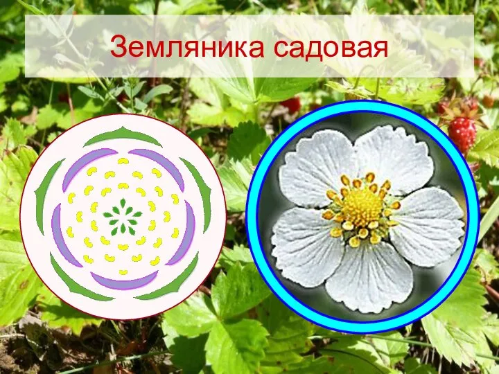 Земляника садовая