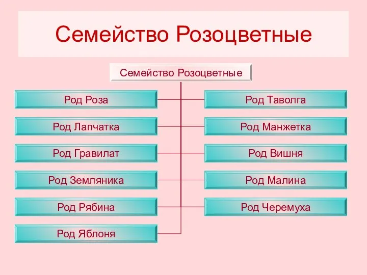 Семейство Розоцветные