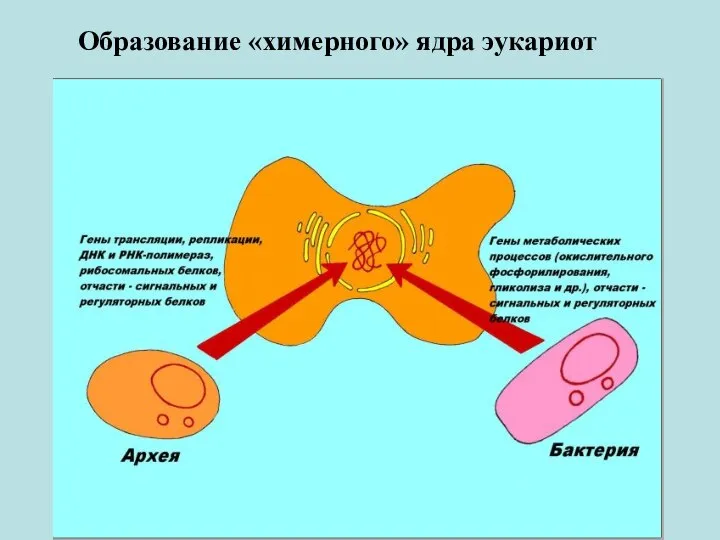 Образование «химерного» ядра эукариот