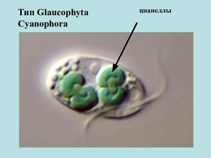 Тип Glaucophyta Cyanophora цианеллы