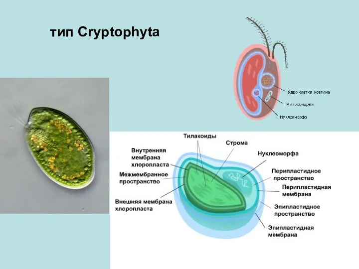 тип Cryptophyta