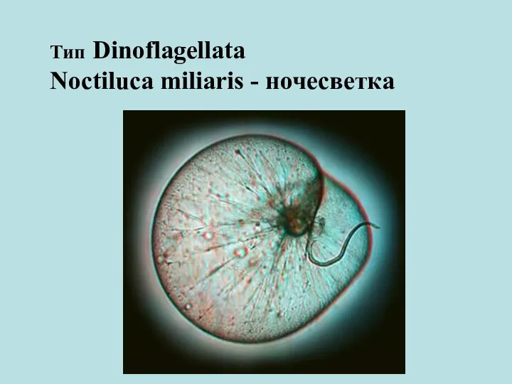 Тип Dinoflagellata Noctiluca miliaris - ночесветка