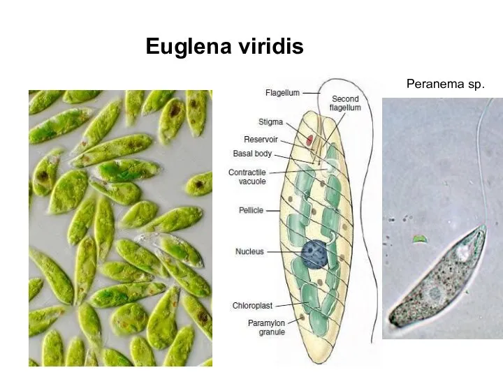 Euglena viridis Peranema sp.