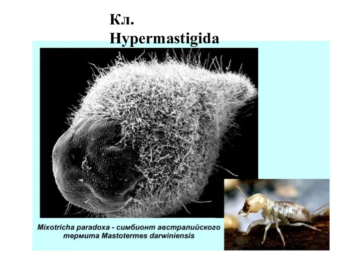 Кл. Hypermastigida