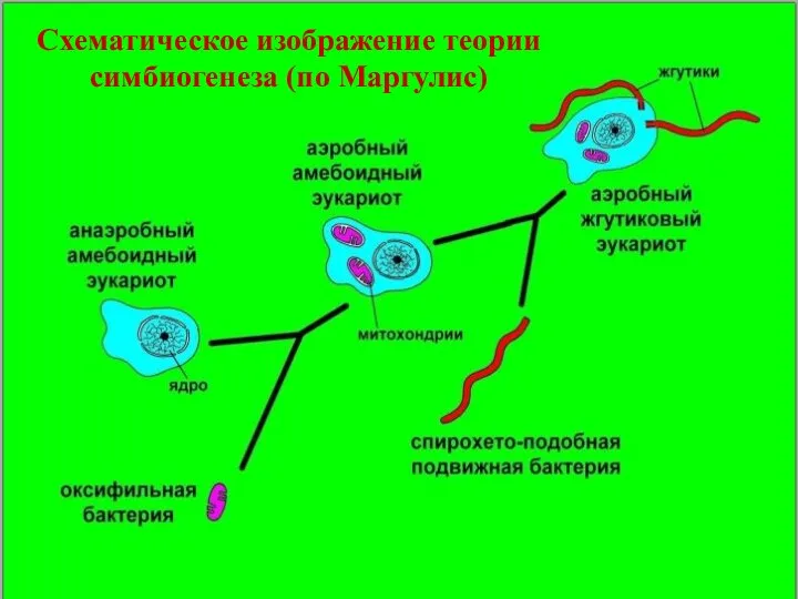 Схематическое изображение теории симбиогенеза (по Маргулис)
