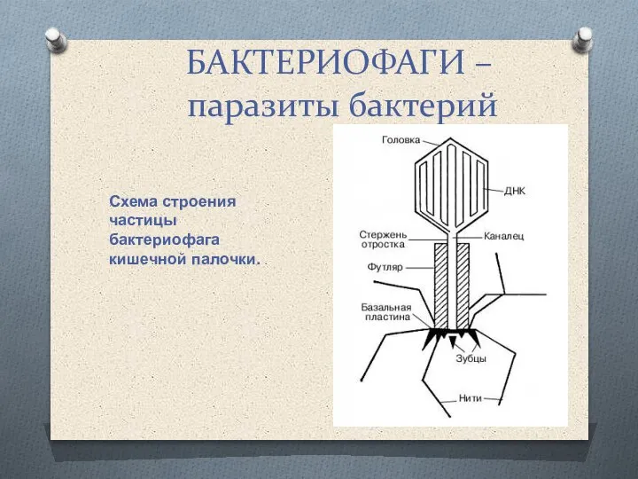 БАКТЕРИОФАГИ – паразиты бактерий Схема строения частицы бактериофага кишечной палочки.