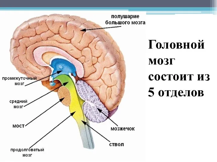 Головной мозг состоит из 5 отделов