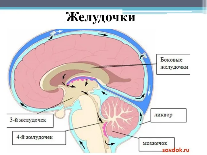 Желудочки