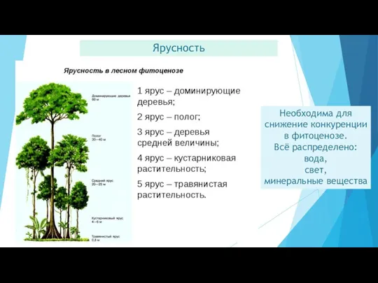 Ярусность Необходима для снижение конкуренции в фитоценозе. Всё распределено: вода, свет, минеральные вещества