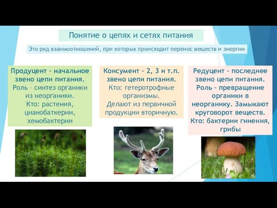 Понятие о цепях и сетях питания Это ряд взаимоотношений, при которых происходит