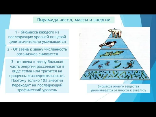 Пирамида чисел, массы и энергии 1 – биомасса каждого из последующих уровней