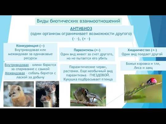 Виды биотических взаимоотношений АНТИБИОЗ (один организм ограничивает возможности другого) (- -), (+